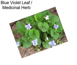 Blue Violet Leaf / Medicinal Herb