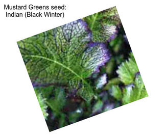 Mustard Greens seed: Indian (Black Winter)