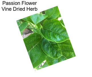 Passion Flower Vine Dried Herb