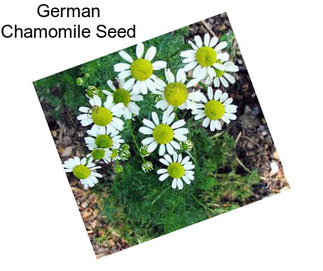 German Chamomile Seed