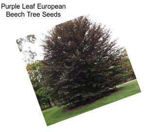 Purple Leaf European Beech Tree Seeds