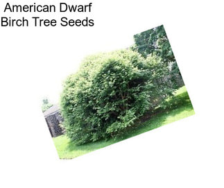 American Dwarf Birch Tree Seeds