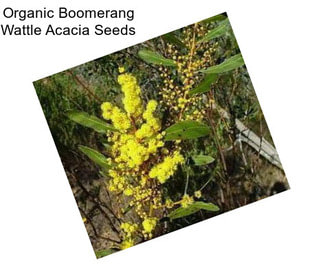 Organic Boomerang Wattle Acacia Seeds