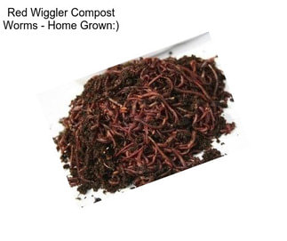 Red Wiggler Compost Worms - Home Grown:)