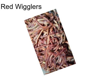 Red Wigglers