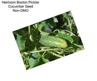 Heirloom Boston Pickler Cucumber Seed Non-GMO