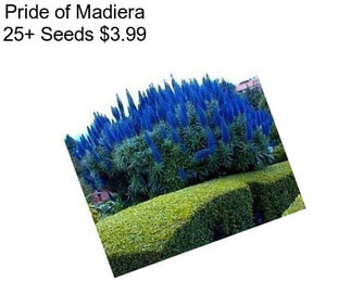 Pride of Madiera 25+ Seeds $3.99