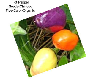 Hot Pepper Seeds-Chinese Five-Color-Organic