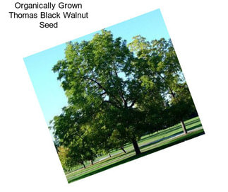 Organically Grown Thomas Black Walnut Seed