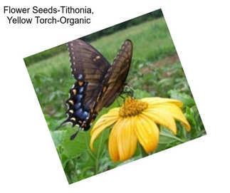 Flower Seeds-Tithonia, Yellow Torch-Organic