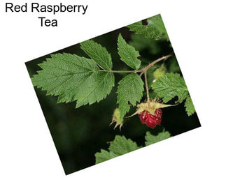 Red Raspberry  Tea