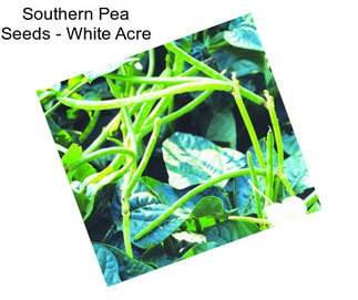 Southern Pea Seeds - White Acre