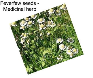 Feverfew seeds - Medicinal herb