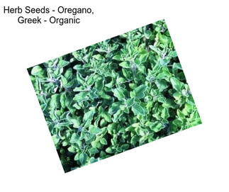 Herb Seeds - Oregano, Greek - Organic