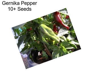 Gernika Pepper 10+ Seeds