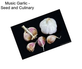 Music Garlic - Seed and Culinary