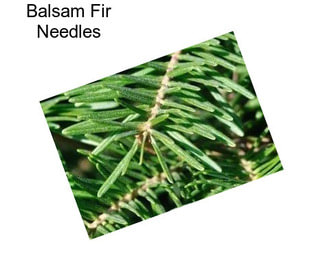 Balsam Fir Needles