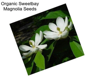 Organic Sweetbay Magnolia Seeds