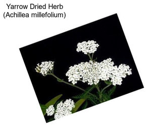 Yarrow Dried Herb (Achillea millefolium)