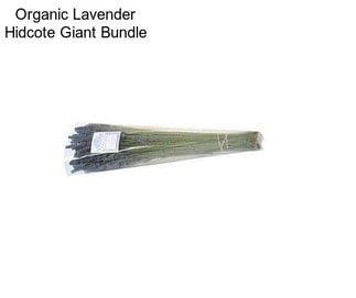 Organic Lavender Hidcote Giant Bundle