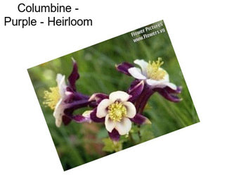 Columbine - Purple - Heirloom