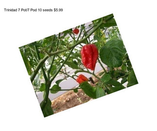 Trinidad 7 Pot/7 Pod 10 seeds $5.99