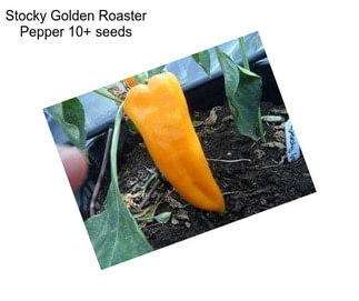 Stocky Golden Roaster Pepper 10+ seeds