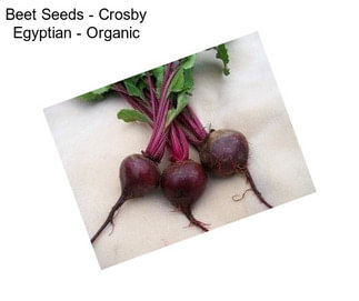 Beet Seeds - Crosby Egyptian - Organic