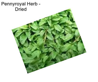 Pennyroyal Herb - Dried