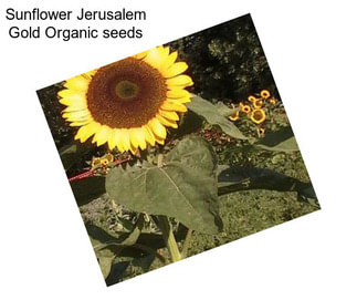 Sunflower Jerusalem Gold Organic seeds