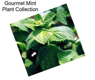 Gourmet Mint Plant Collection