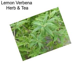 Lemon Verbena  Herb & Tea