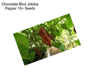 Chocolate Bhut Jolokia Pepper 10+ Seeds