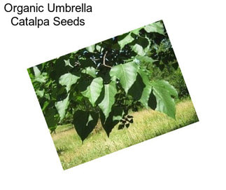 Organic Umbrella Catalpa Seeds