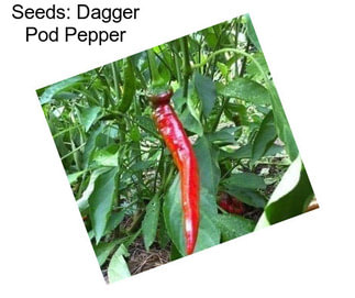 Seeds: Dagger Pod Pepper