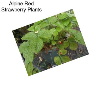 Alpine Red Strawberry Plants