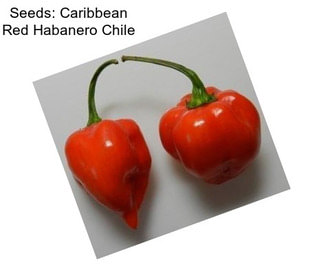Seeds: Caribbean Red Habanero Chile