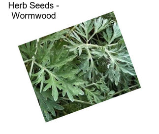 Herb Seeds - Wormwood