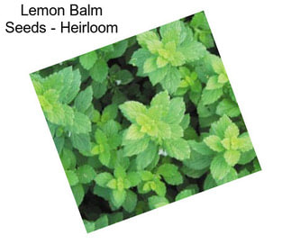 Lemon Balm Seeds - Heirloom