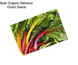 Bulk Organic Rainbow Chard Seeds