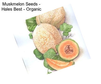 Muskmelon Seeds - Hales Best - Organic