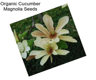 Organic Cucumber Magnolia Seeds