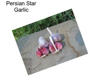 Persian Star Garlic