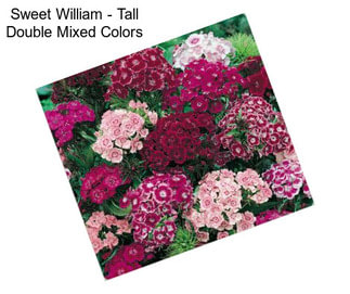 Sweet William - Tall Double Mixed Colors