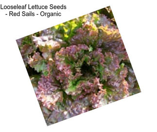 Looseleaf Lettuce Seeds - Red Sails - Organic