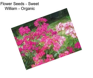 Flower Seeds - Sweet William - Organic