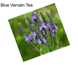 Blue Vervain Tea