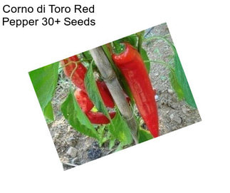 Corno di Toro Red Pepper 30+ Seeds