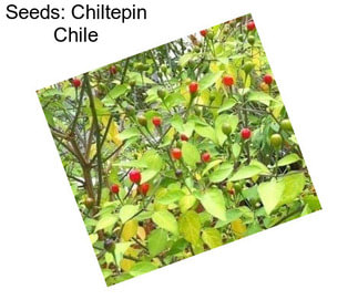 Seeds: Chiltepin Chile