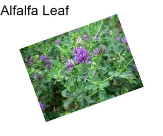 Alfalfa Leaf